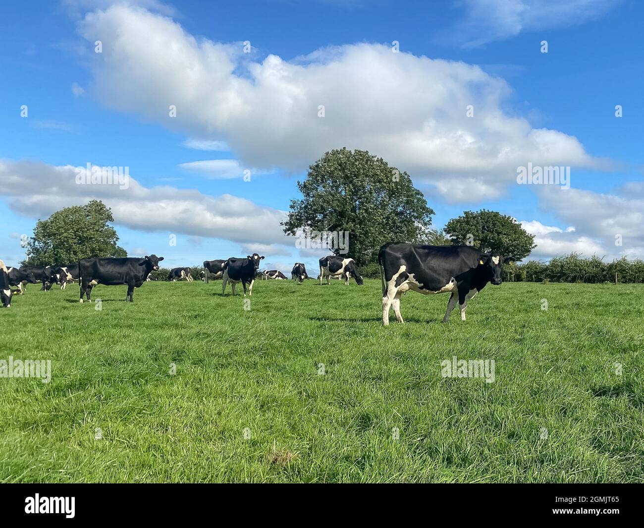 Le troupeau de vaches laitières holstein paître sur pâturage pendant la chaude journée ensoleillée en été sur fond bleu ciel Banque D'Images