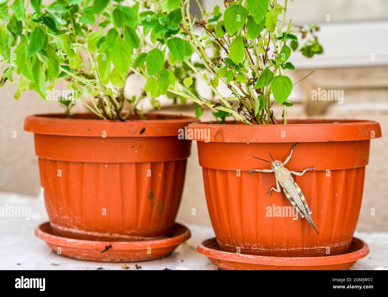 Un insecte de cricket s'accrochant verticalement sur le côté d'une marmite de jardin pendant un après-midi d'été. Banque D'Images