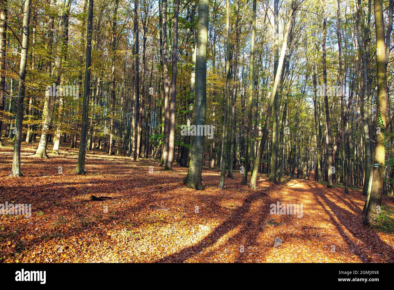 Forêt d'automne, feuillus hêtre arbres bois, Chriby, République Tchèque Banque D'Images