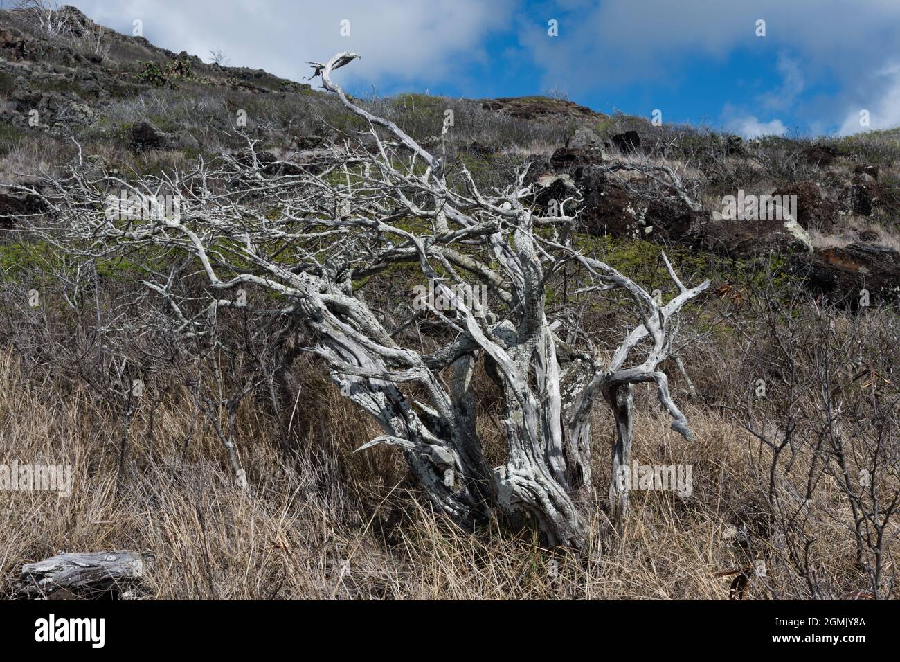 Arbre mort pittoresque le long de la piste de Makapuu point en début de matinée, Oahu, Hawaï Banque D'Images