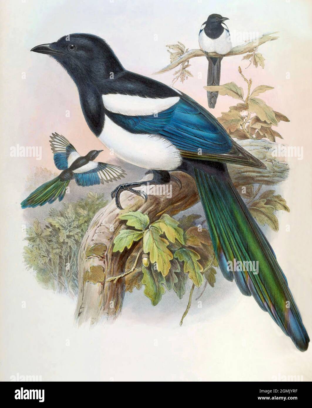 Oeuvre d'oiseau exotique JohnGould - Magpie à rumped noire - Pica bottanensis Banque D'Images