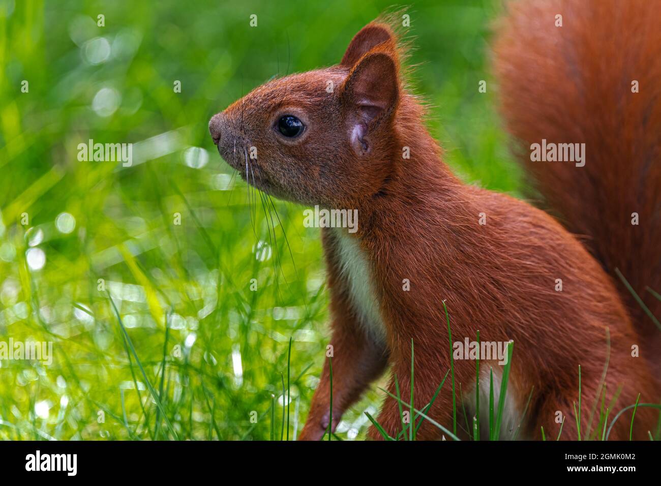 Portrait d'un écureuil rouge eurasien (Sciurus vulgaris) Banque D'Images