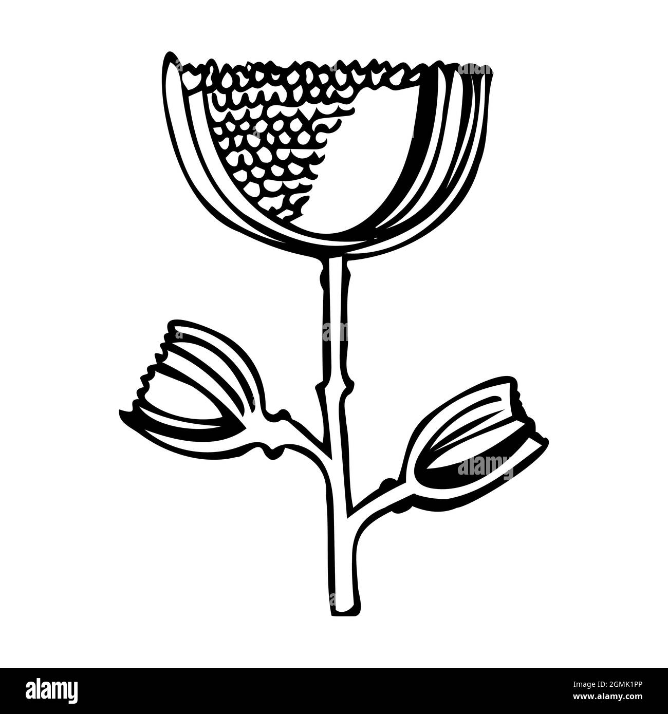 Illustration vectorielle d'une fleur fantaisie en fleurs. Illustration de Vecteur