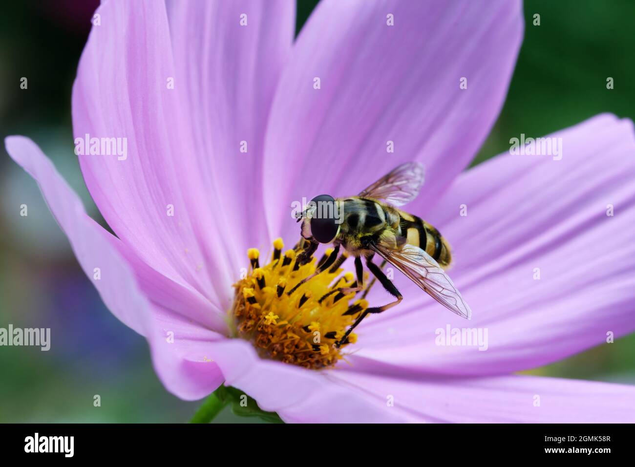 COSMOS bipinnatus Floraison pourpre jardin cosmos avec un aéroglisseur sur les étamines jaunes Banque D'Images