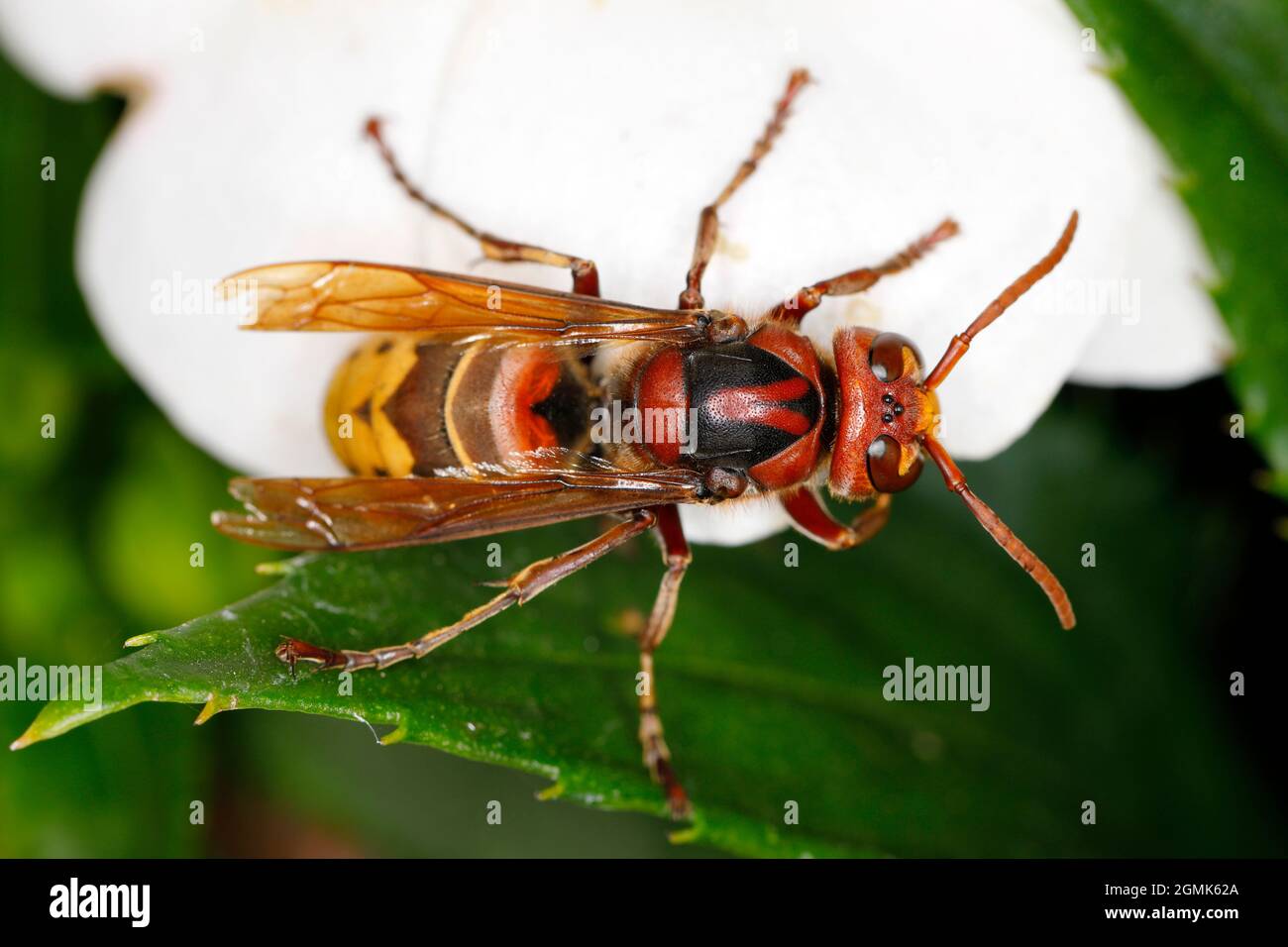 Un hornet se trouve sur une fleur blanche d'un Impatiens Banque D'Images