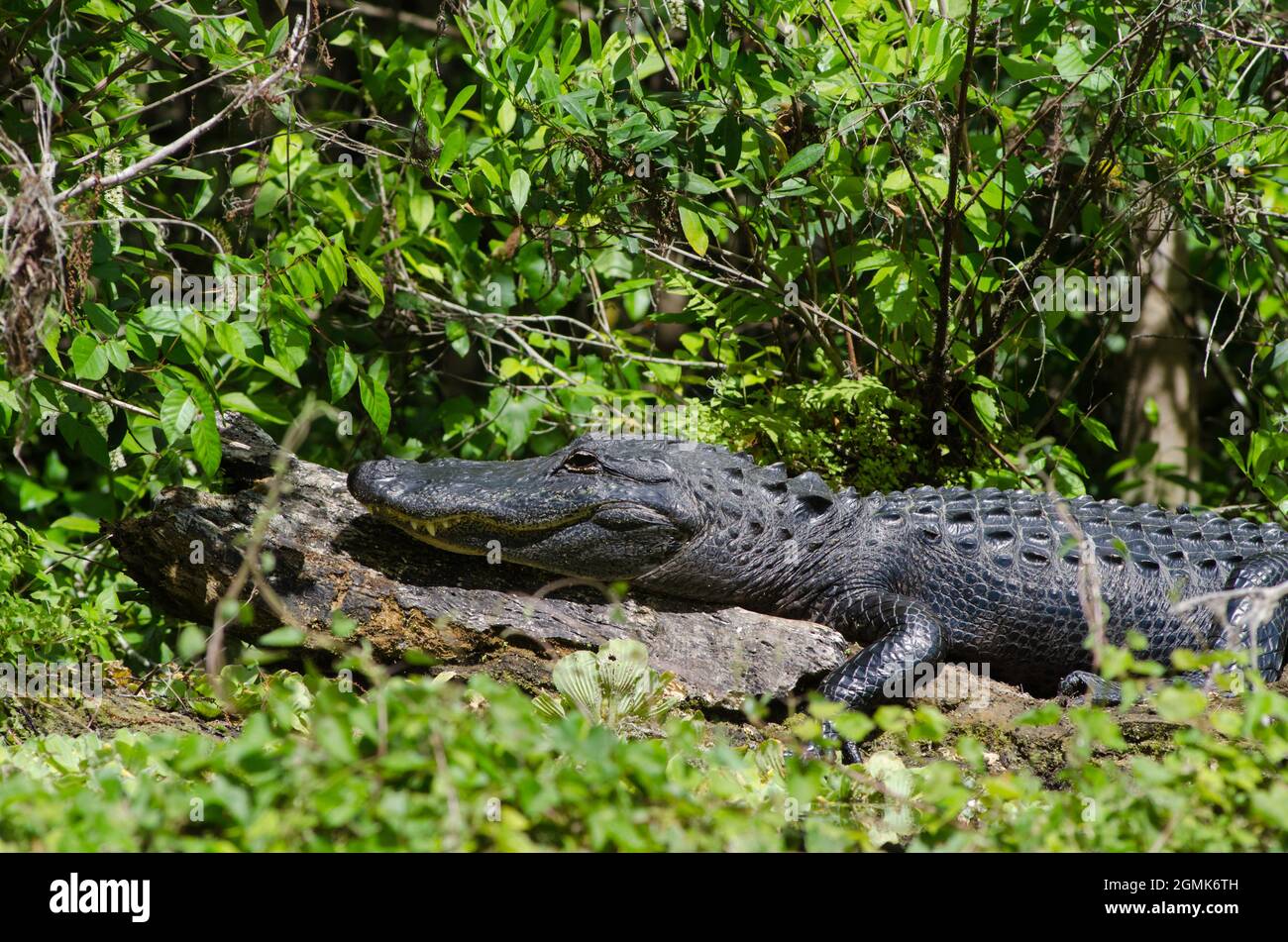Un alligator de Floride qui prend le soleil sur une bûche à Silver Springs State Park, Floride, États-Unis Banque D'Images