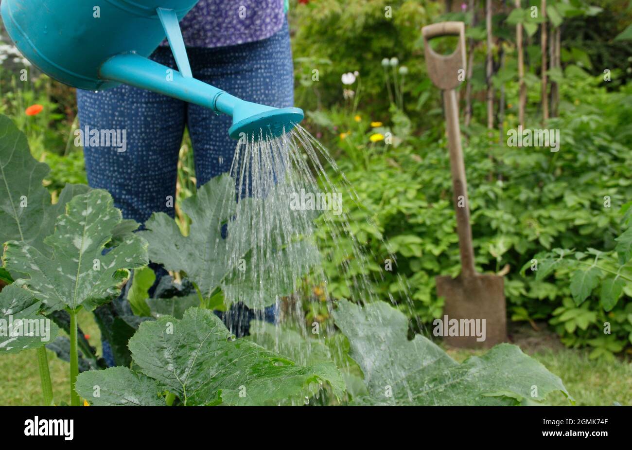 Femme arrosoir le jardin en été. Une jardinière qui abreuvoira les légumes de la maison avec un arrosoir dans son jardin de cuisine. ROYAUME-UNI Banque D'Images