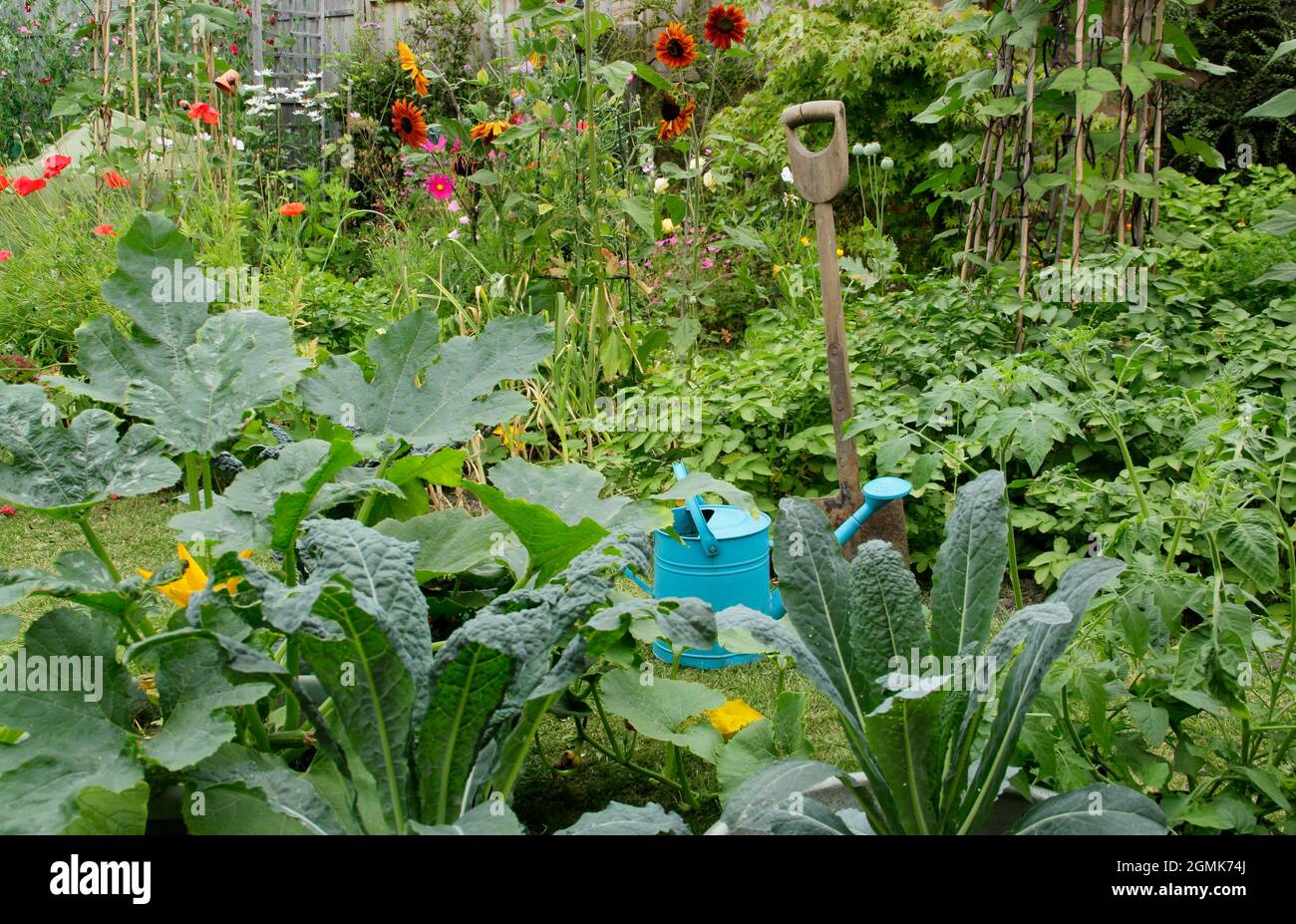 Un jardin potager avec des haricots français, des pommes de terre, du  cavalo nero kale, de l'ail et plus ainsi que des fleurs de pois doux, de  tournesol, de marigold et de