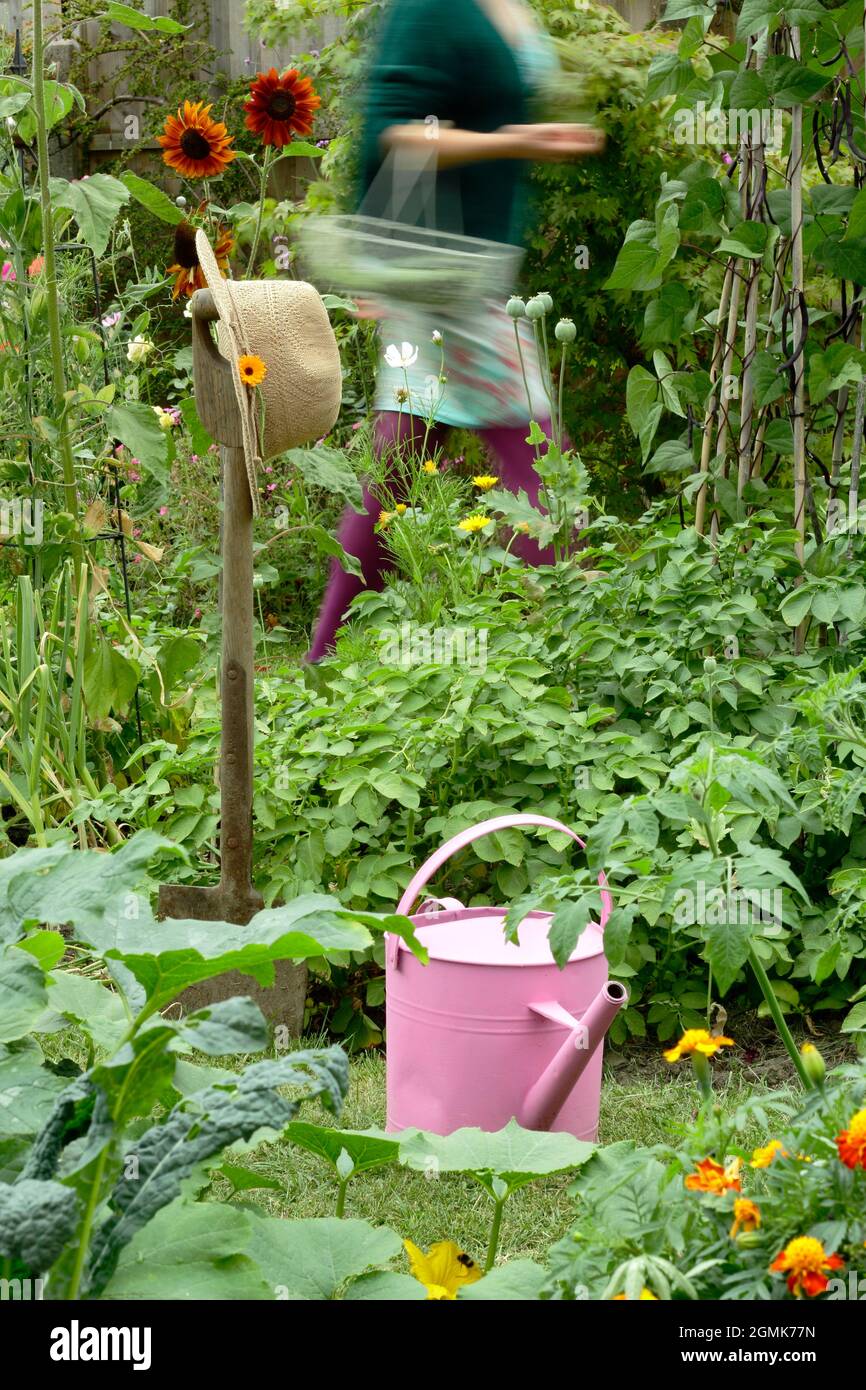 Femme dans un jardin potager. Jardinière féminine cueillant des légumes dans son jardin de cuisine domestique. ROYAUME-UNI Banque D'Images