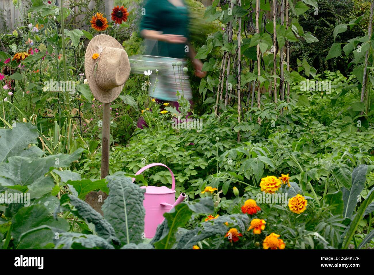 Femme dans un jardin potager. Jardinière féminine cueillant des légumes dans son jardin de cuisine domestique. ROYAUME-UNI Banque D'Images