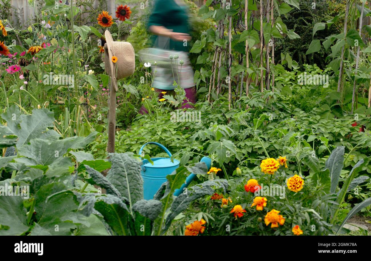 Femme dans un jardin potager. Jardinière féminine cueillant des légumes dans son jardin de cuisine domestique. ROYAUME-UNI Banque D'Images