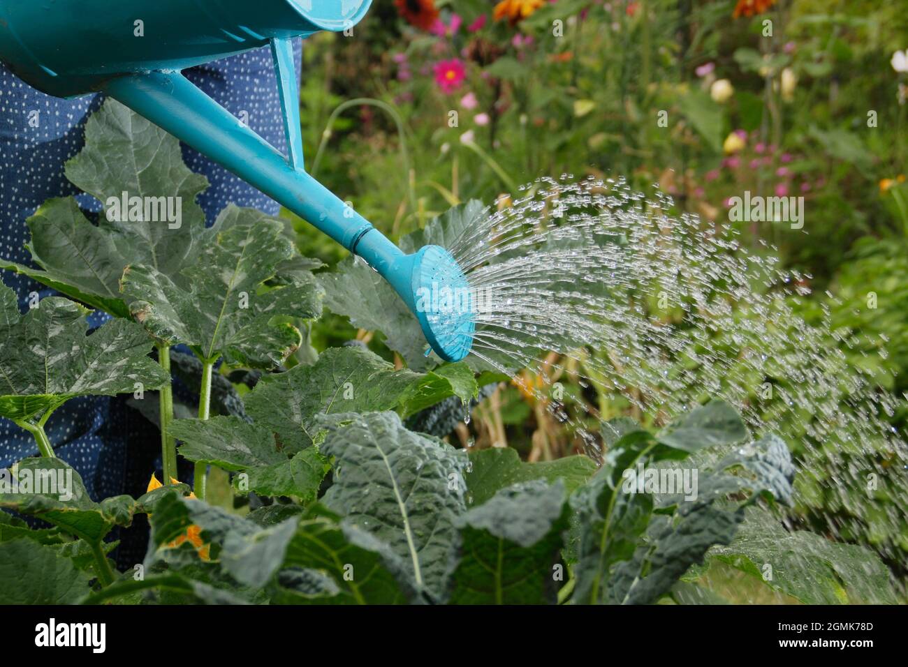 Femme arrosoir le jardin en été. Une jardinière qui abreuvoira les légumes de la maison avec un arrosoir dans son jardin de cuisine. ROYAUME-UNI Banque D'Images