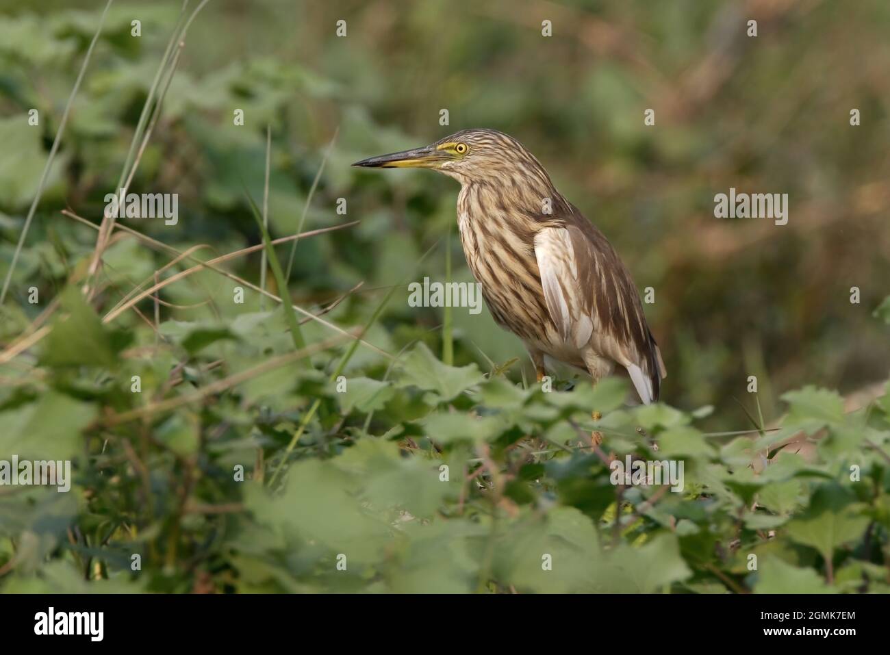 Étang-héron indien (Ardeola grayii) oiseau de plumage non reproducteur perché sur le Bush Koshi Tappu, Népal Janvier Banque D'Images