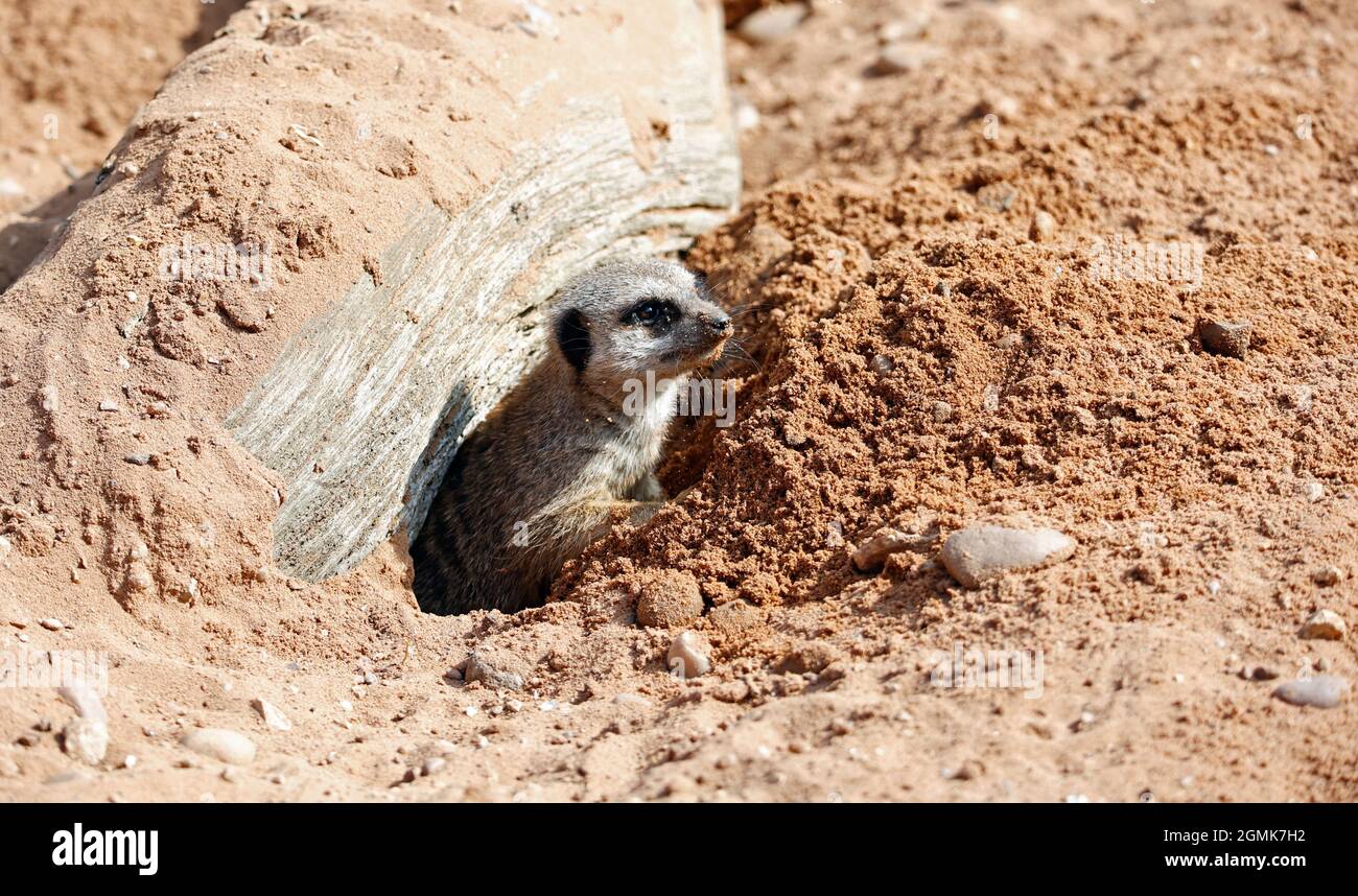 Meerkats en alerte dans un parc animalier Banque D'Images