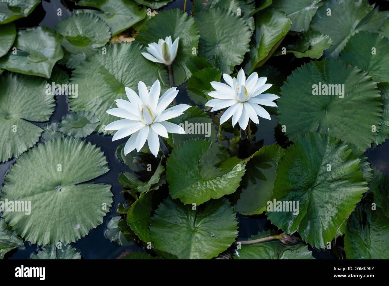 Fleurs blanches d'un nénuphar blanc dans une eau d'étang. Banque D'Images