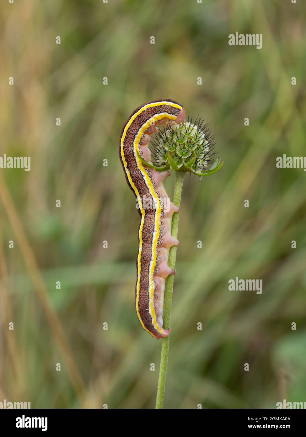La chenille ou les larves d'un Moth de Broom, Ceramica pisi, se nourrissant sur une tige de plante. Banque D'Images