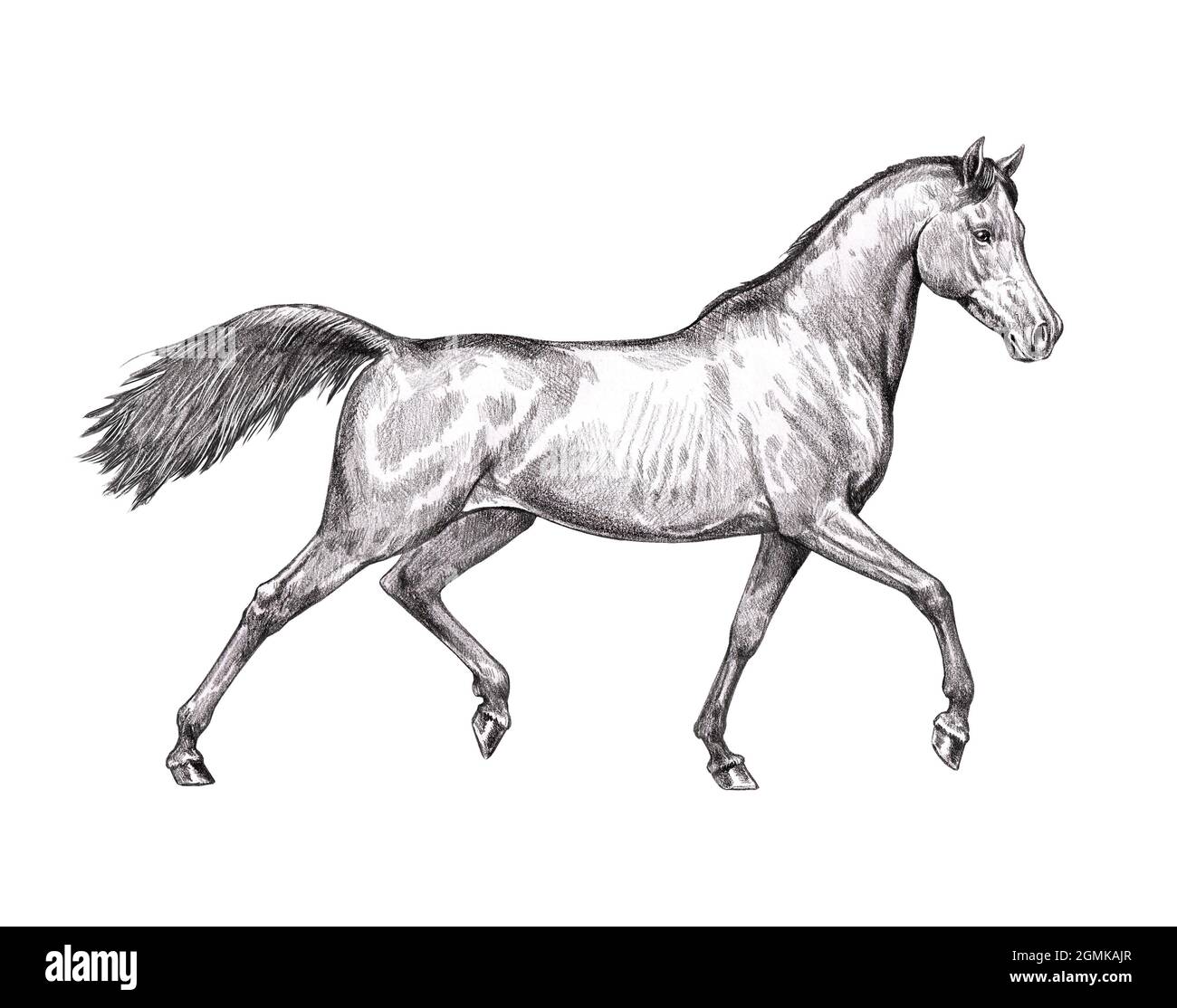 Magnifique cheval arabe. Portrait d'un cheval au crayon. Dessin équin. Banque D'Images