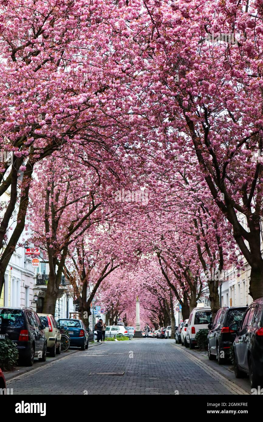 Les cerisiers fleurissent dans la vieille ville de Bonn, en Allemagne. Banque D'Images