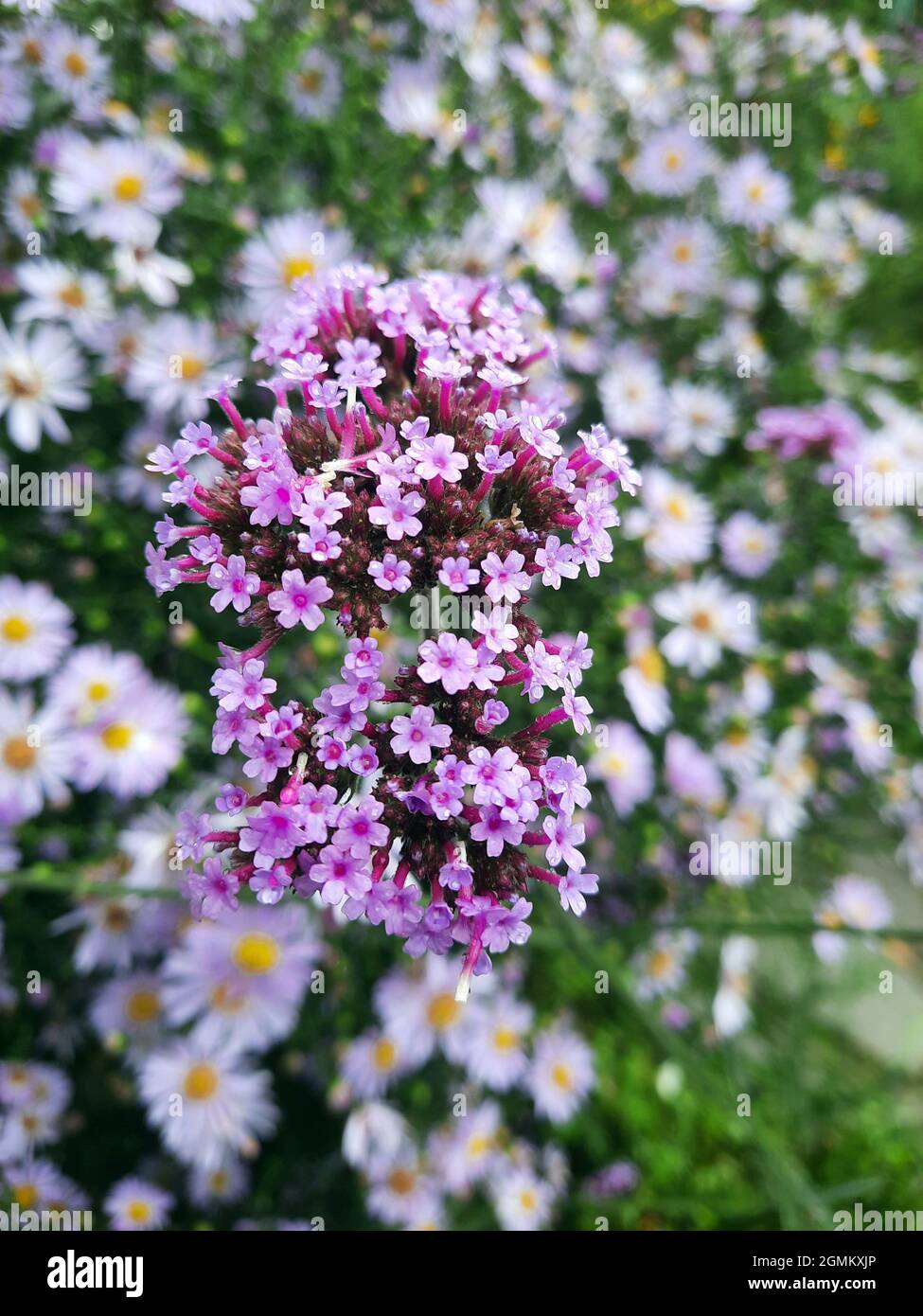 Vervain argentin ou vervain de la plaque de cuisson (Verbena bonariensis) Banque D'Images