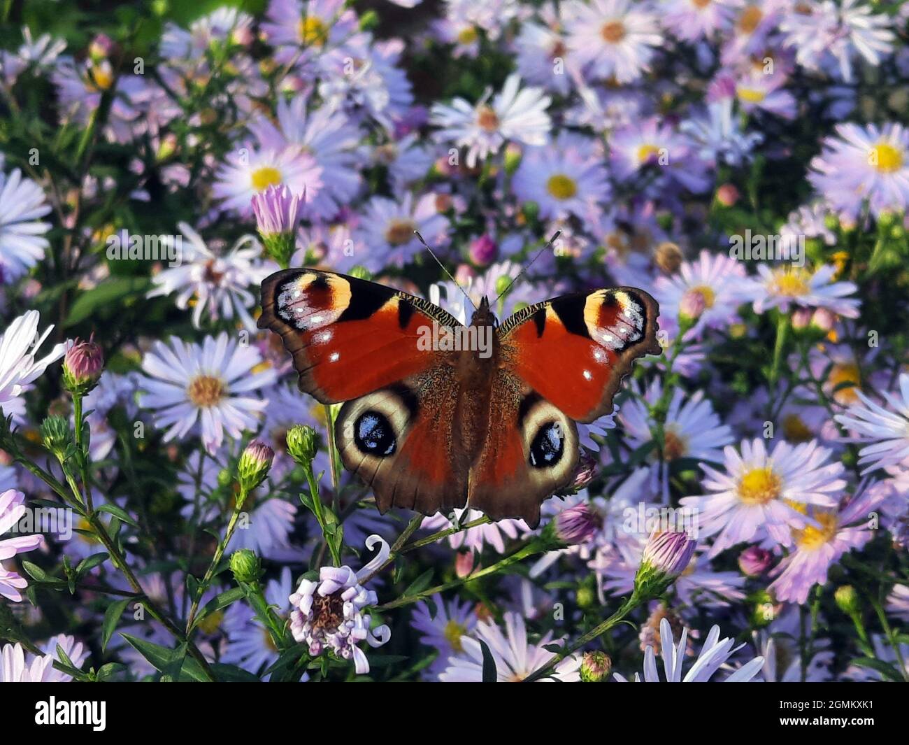 Papillon de paon (Aglais io) sur un aster d'automne violet Banque D'Images