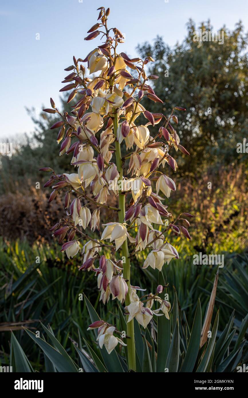 Pointe de fleur de Yucca gloriosa en été Banque D'Images