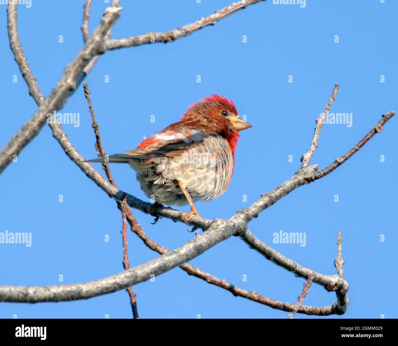 Une espèce de pourpre (purpureus héemorheux) perche sur un arbre, au début de l'été. - Newburyport, Massachusetts Banque D'Images