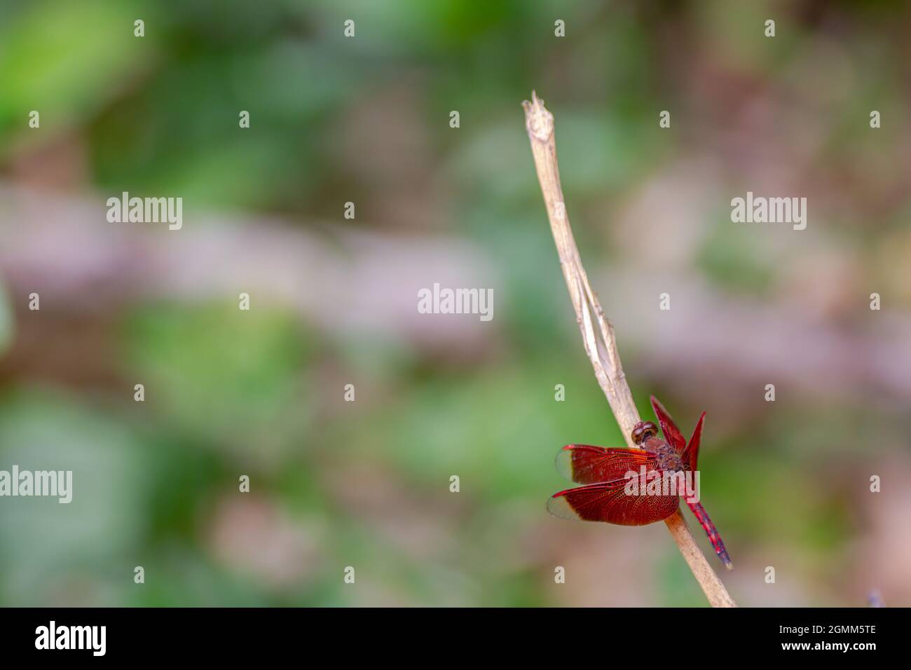 Une libellule rouge perches sur une branche d'arbre, la position de la libellule est dans un coin avec d'autres zones floues comme un endroit pour d'autres éléments Banque D'Images