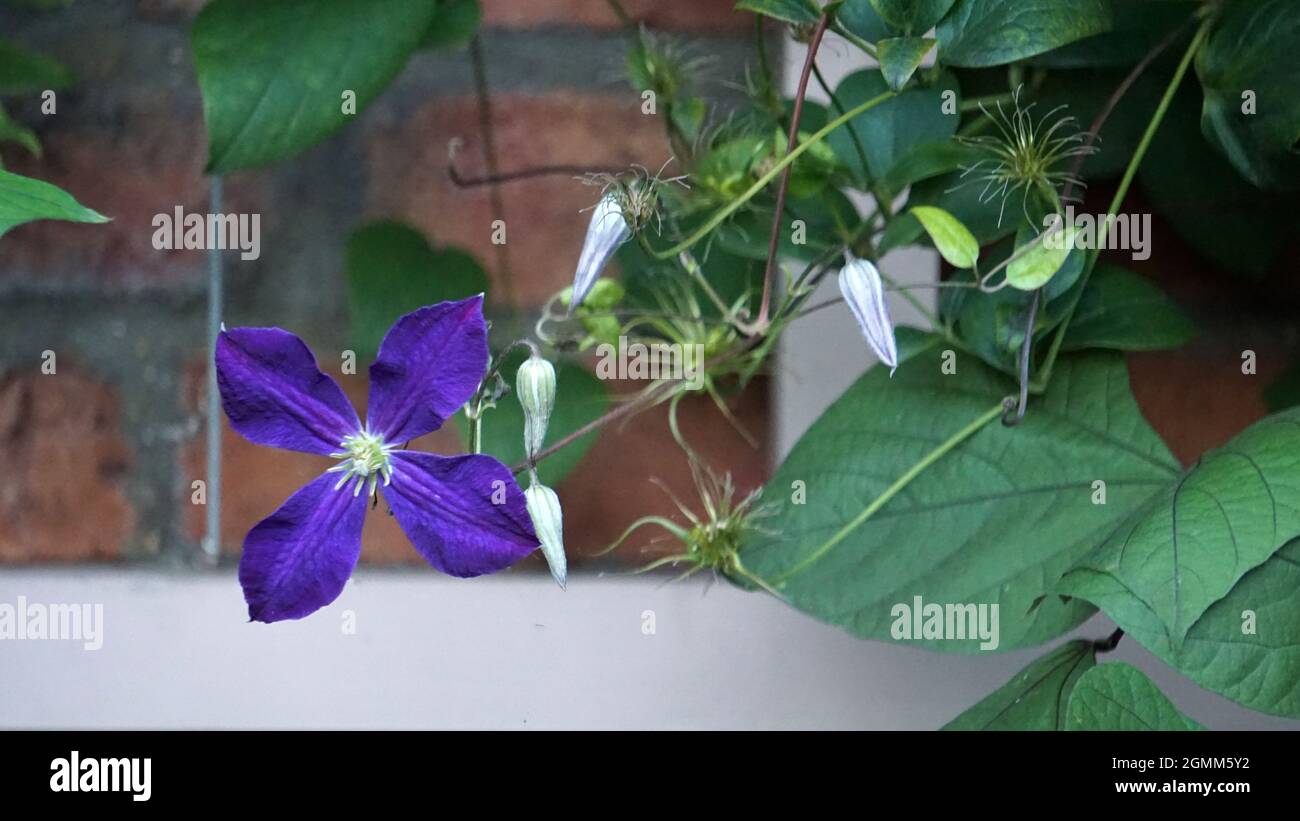 Clematis italien poussant dans un jardin d'été Banque D'Images