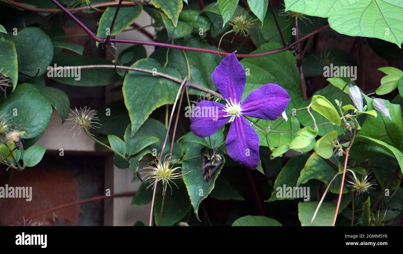 Clematis italien poussant dans un jardin d'été Banque D'Images