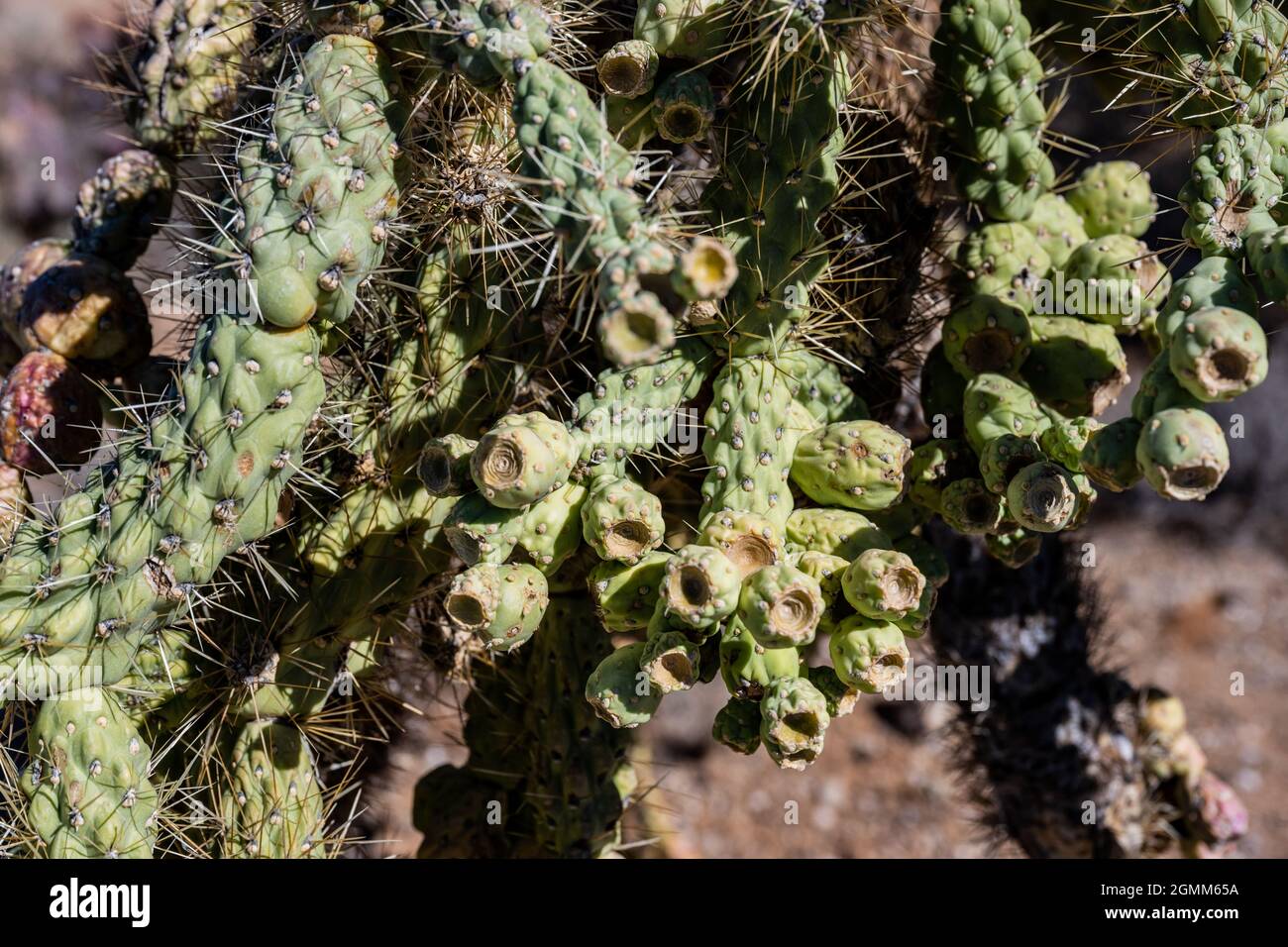 Gros plan sur Chain Link Cholla dans le parc national de Saguaro Banque D'Images