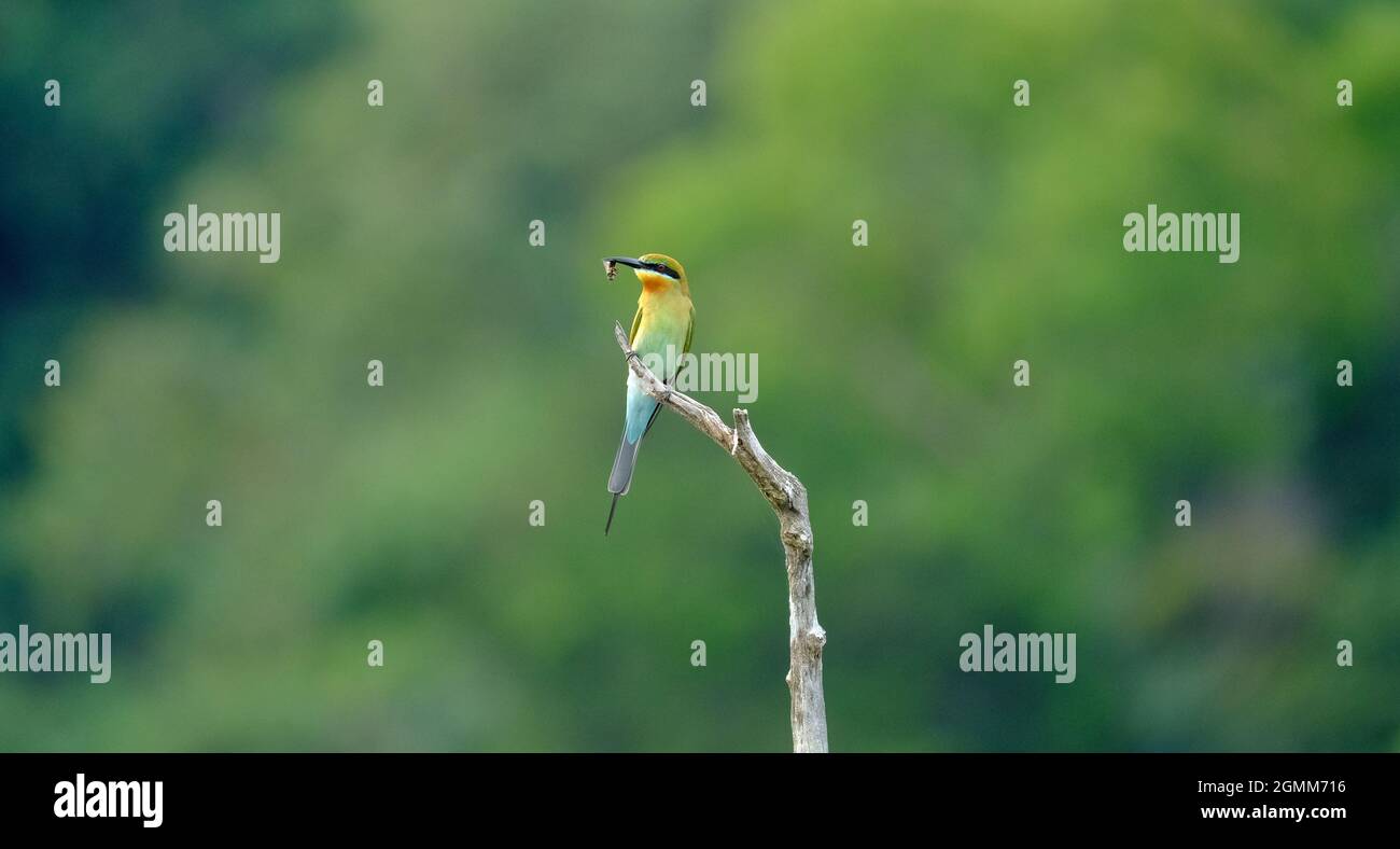 Bee-Eater à queue bleue un bel oiseau perché sur une branche dans la forêt profonde de Thaïlande Banque D'Images