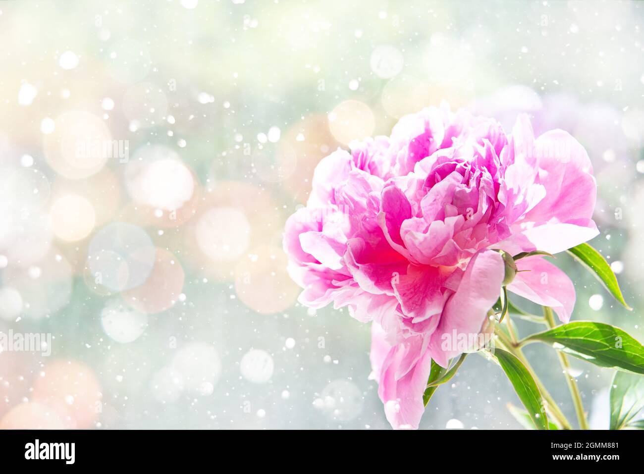 Gros plan d'une fleur de pivoine éclairée par le soleil. Banque D'Images