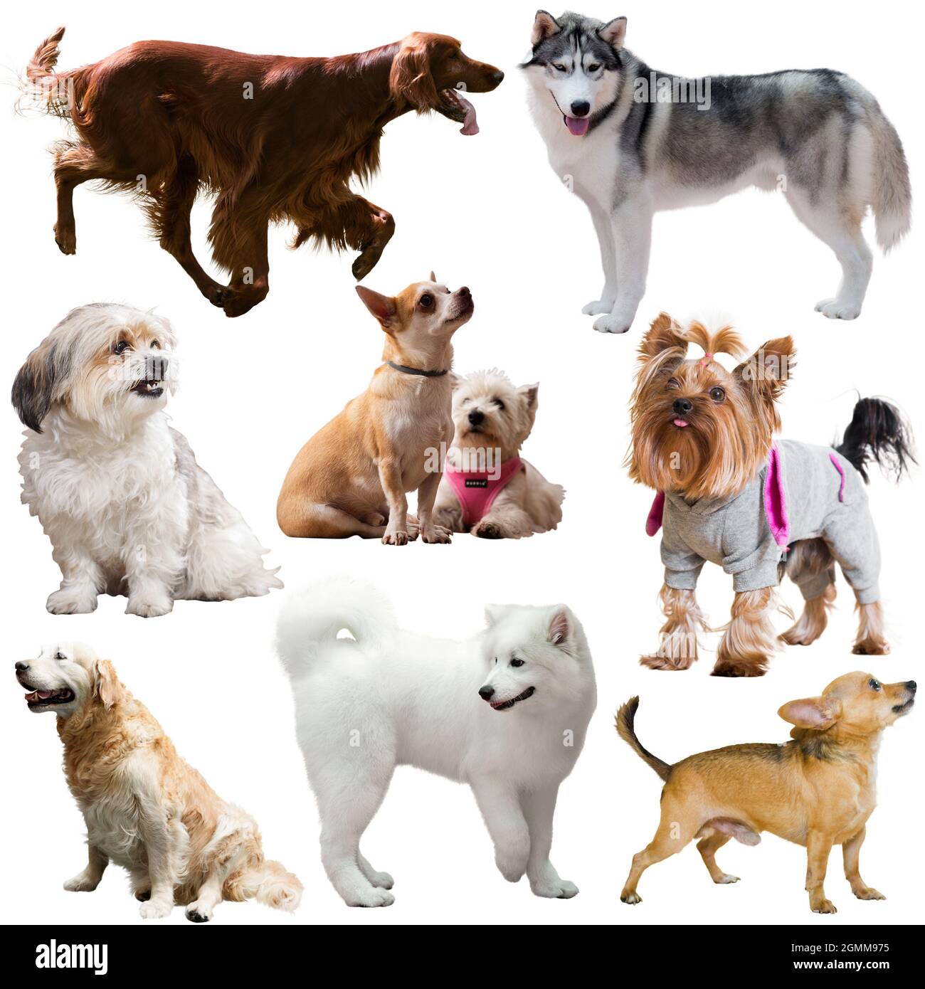 Collection de chiens de race isolée sur fond blanc Banque D'Images