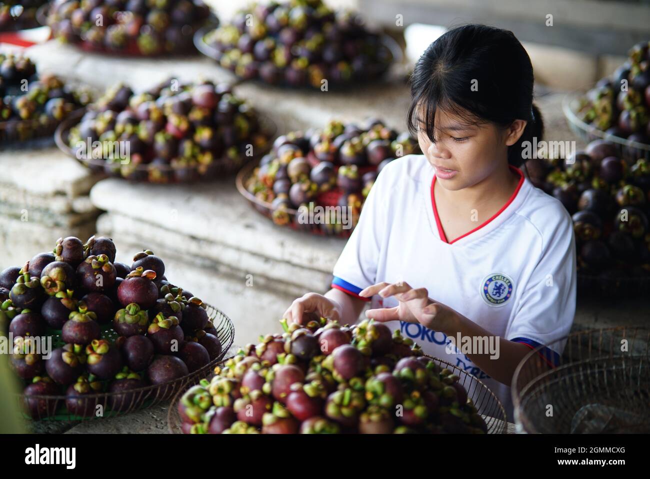 Nice mangosteen dans la province de Ben Tre au sud du Vietnam Banque D'Images