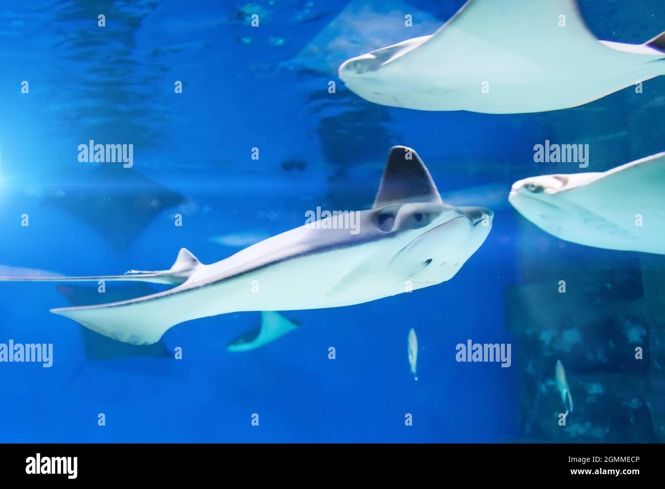 Plusieurs raies et autres poissons nagent dans l'aquarium Banque D'Images