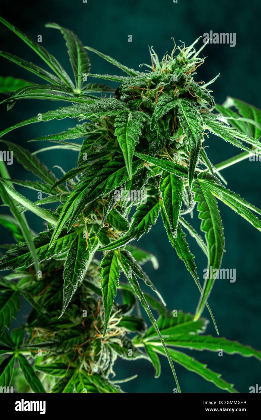 Plante de marijuana, presque prête pour la récolte, sur fond sombre. Fleurs de cannabis avec des stigmates jaunes et des feuilles vertes. Culture du cannabis Banque D'Images