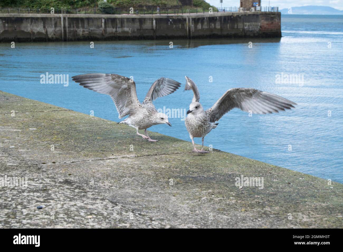 Deux jeunes mouettes flottent leurs ailes sur un mur de port Banque D'Images