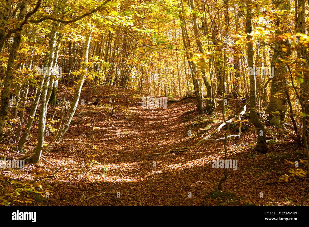 Sentier à travers la forêt de hêtres d'automne, parc national de Pollino, sud de l'Italie. Banque D'Images