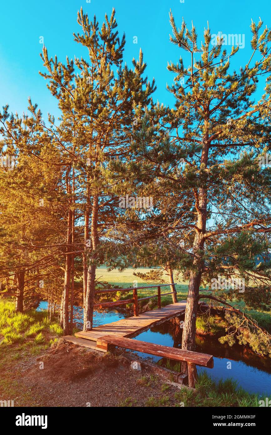 Pont en bois traversant la vallée de la crique à Zlatibor Vodice, Serbie. Paysage magnifique avec pins blancs. Banque D'Images