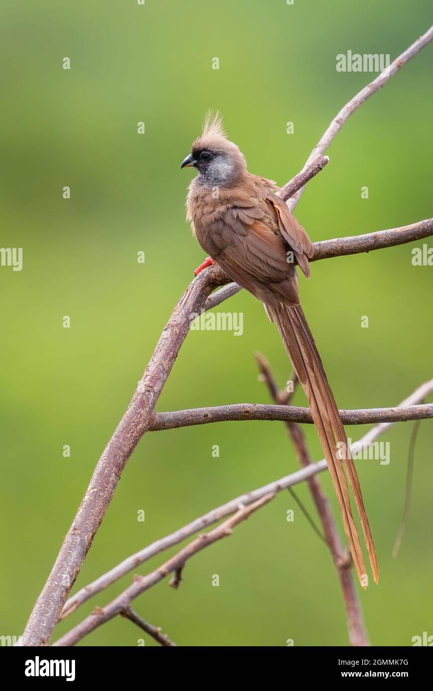 Mousebird moucheté - Colius striatus, magnifique oiseau spécial de buissons africains, de terres boisées et de savanes, Murchison Falls, Ouganda. Banque D'Images