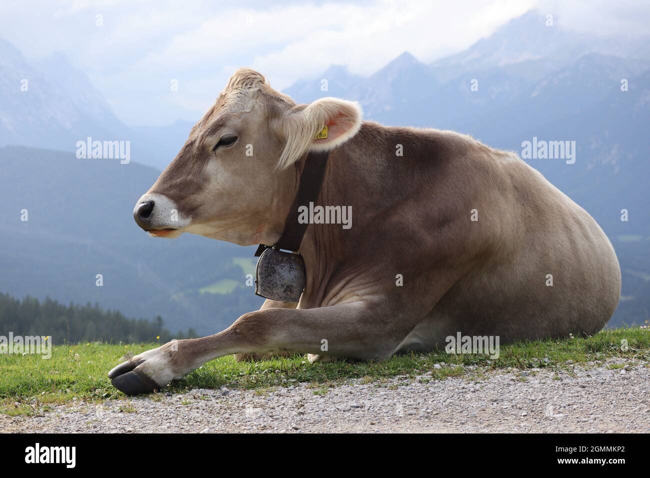 Le bétail suisse brun avec la cloche à son cou dans les Alpes du Karwendel. Big Cow se trouve dans la nature alpine du Tyrol. Banque D'Images