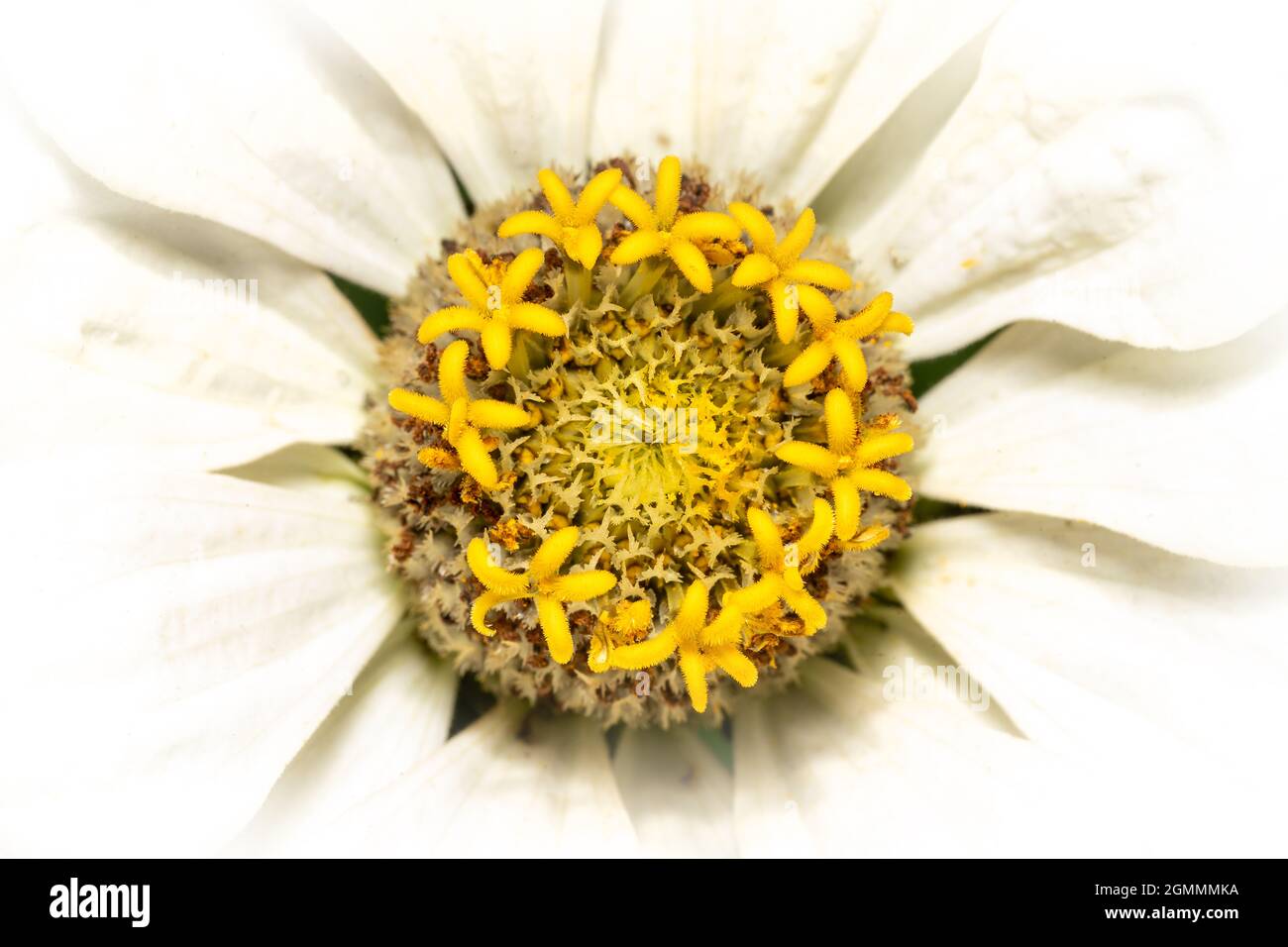 Gros plan d'un zinnia blanc (zinnia commun) avec des pétales et des vaisseaux polliniques jaunes Banque D'Images