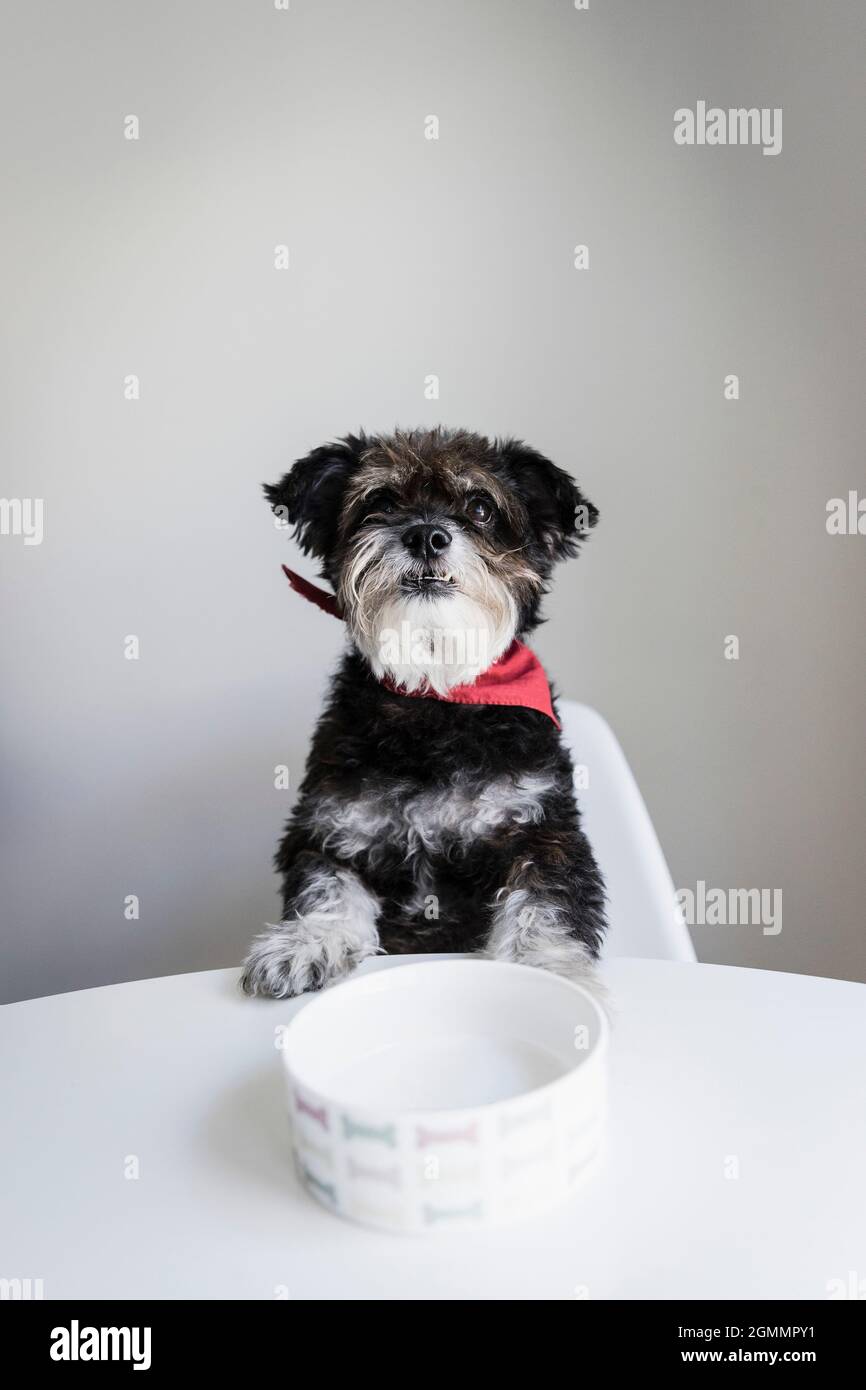 Portrait mignon chien affamé attendant à la table à manger avec bol pour chien Banque D'Images