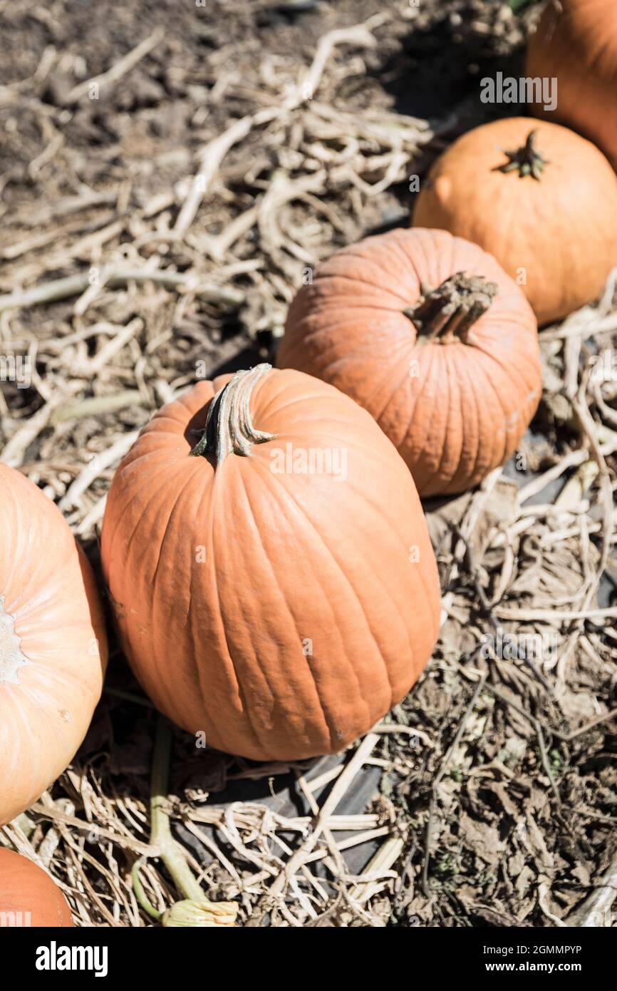 Citrouilles récoltées à l'orange Banque D'Images