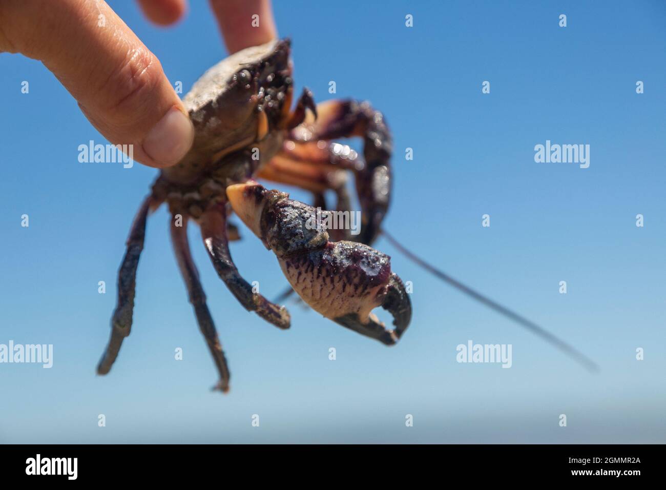 Main tenant le petit crabe contre le ciel bleu ensoleillé Banque D'Images