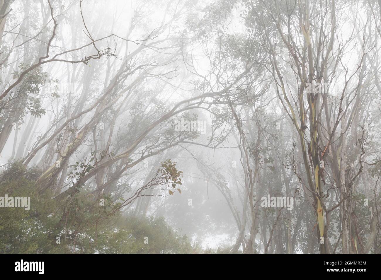 Arbres dans des bois enneigés et brumeux Banque D'Images