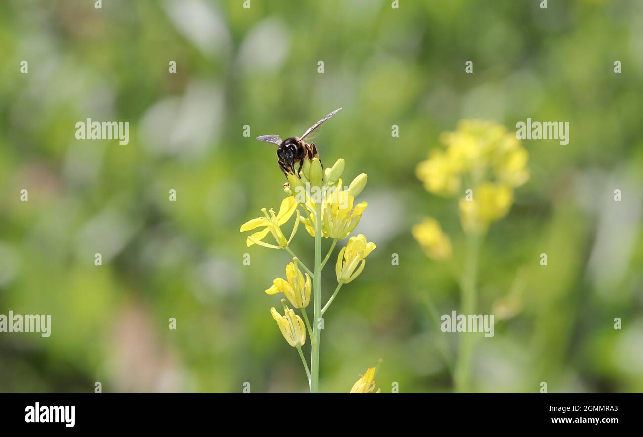 Vue rapprochée de la police Bee recueille le miel naturel frais bio et la cire d'abeille de la fleur de moutarde jaune Banque D'Images
