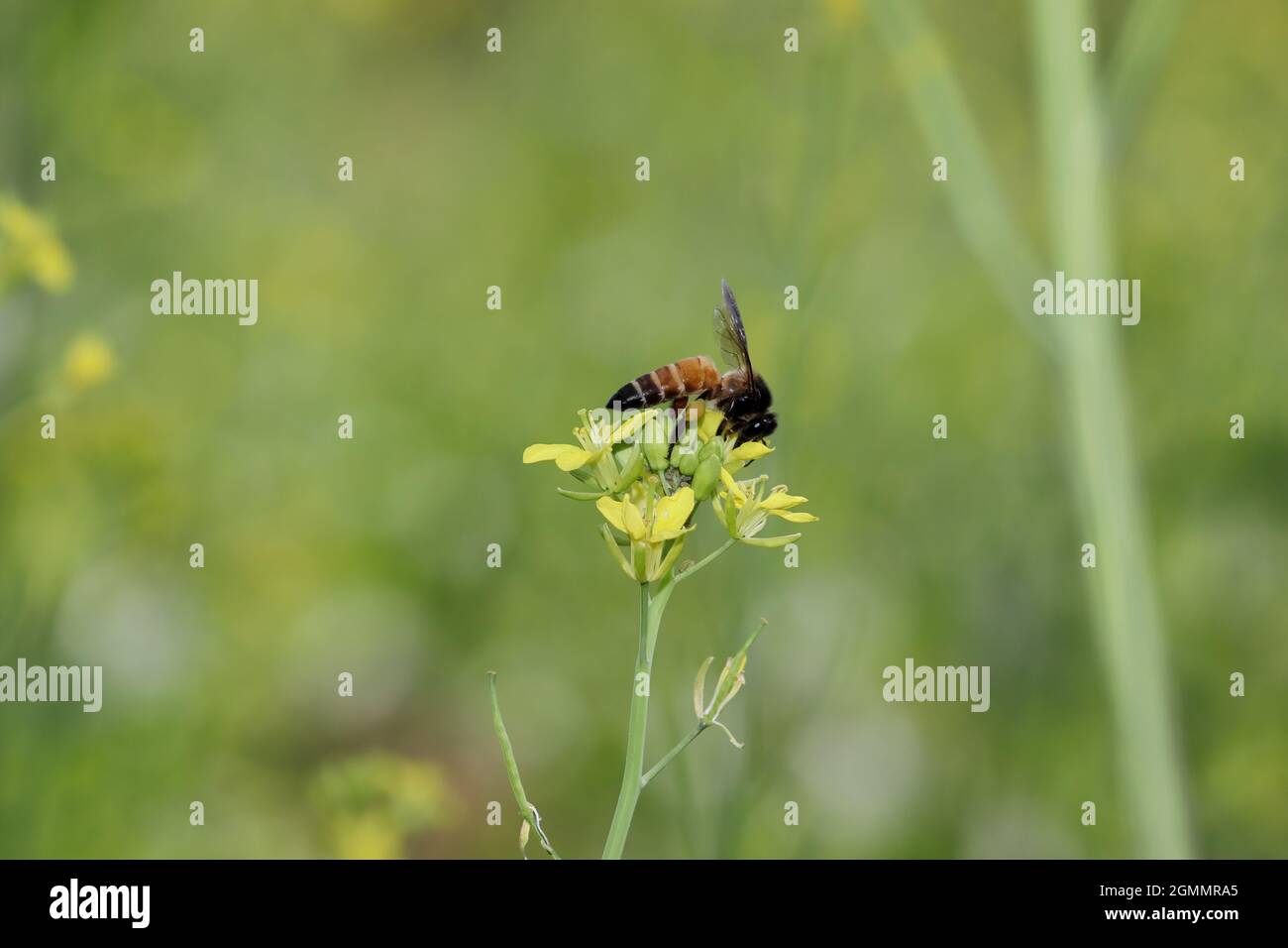 Vue rapprochée de l'abeille Bee collectant du miel naturel frais bio et de la cire d'abeille de la fleur de moutarde jaune Banque D'Images