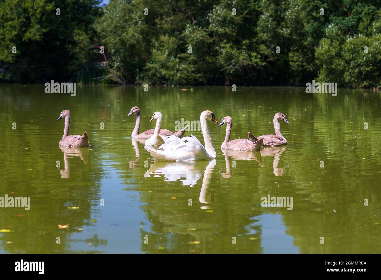 cygnes sur l'eau - famille de cygnes nageant dans l'étang Banque D'Images
