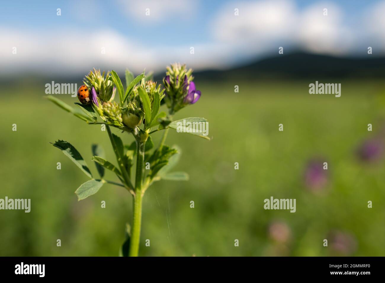 Luzerne, Medicago sativa, également appelée lucerne. Il est cultivé comme une importante culture fourragère pour les animaux de ferme. Banque D'Images
